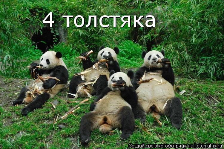 4 толстяка... Котоматрица: 4 толстяка