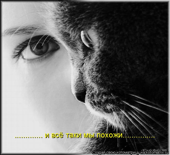............. и всё таки мы похожи.................. Котоматрица: ............. и всё таки мы похожи...............