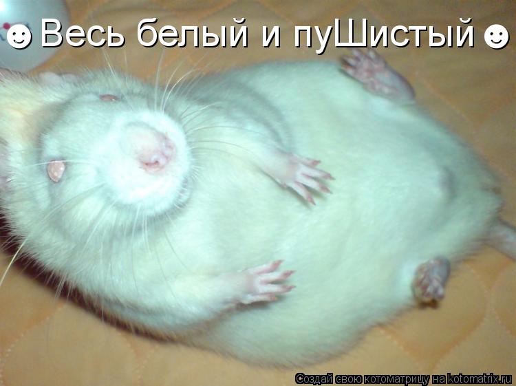 ☻Весь белый и пуШистый☻... Котоматрица: ☻Весь белый и пуШистый☻
