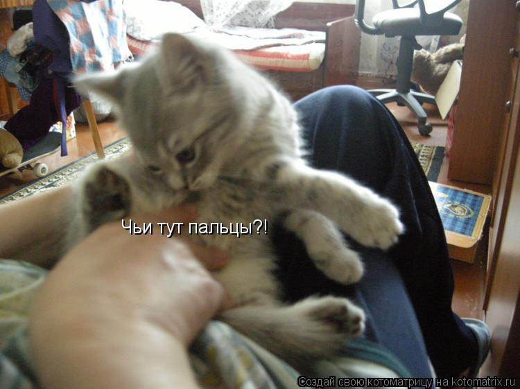 Чьи тут пальцы?!... Котоматрица: Чьи тут пальцы?!
