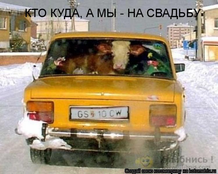 КТО КУДА, А МЫ - НА СВАДЬБУ... Котоматрица: КТО КУДА, А МЫ - НА СВАДЬБУ