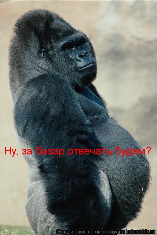 Ну, за базар отвечать будем?... Котоматрица: Ну, за базар отвечать будем?
