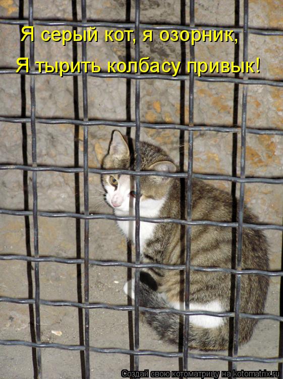 Я серый кот, я озорник, Я тырить колбасу привык!... Котоматрица: Я серый кот, я озорник, Я тырить колбасу привык!