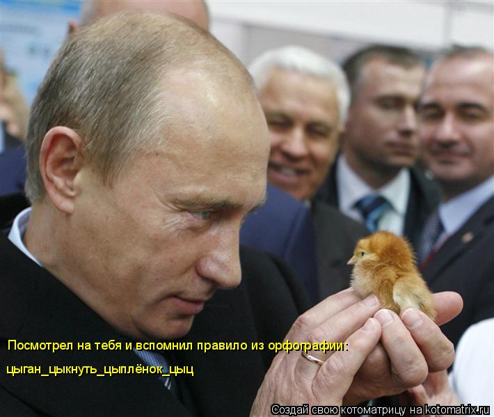 Посмотрел на тебя и вспомнил правило из орфографии: цыган_цыкнуть_цыплёнок_цыц... Котоматрица: Посмотрел на тебя и вспомнил правило из орфографии: цыган_цыкнуть_цыплёнок_цыц