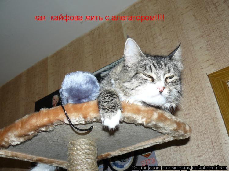 как кайфова жить с алегатором!!!!... Котоматрица: как кайфова жить с алегатором!!!!