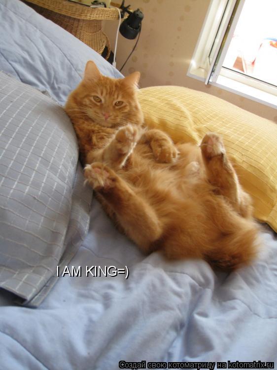 I AM KING=)... Котоматрица: I AM KING=)