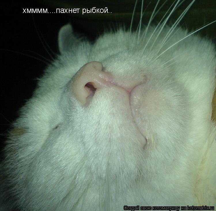 хмммм....пахнет рыбкой..... Котоматрица: хмммм....пахнет рыбкой..