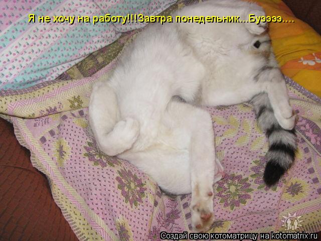 Я не хочу на работу!!!Завтра понедельник...Буээээ....... Котоматрица: Я не хочу на работу!!!Завтра понедельник...Буээээ....