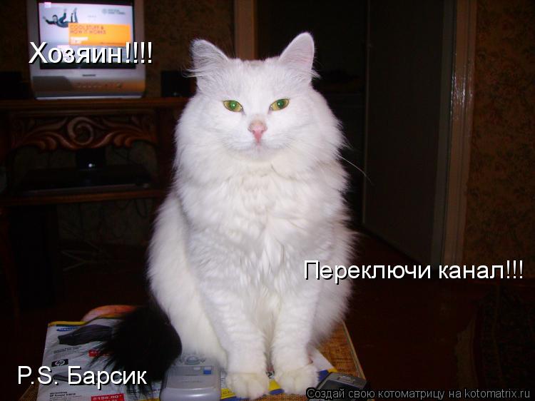 Хозяин!!!! Переключи канал!!! P.S. Барсик... Котоматрица: Хозяин!!!! Переключи канал!!! P.S. Барсик