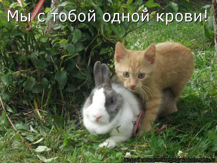 Мы с тобой одной крови!... Котоматрица: Мы с тобой одной крови!