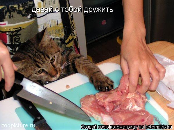 давай с тобой дружить... Котоматрица: давай с тобой дружить