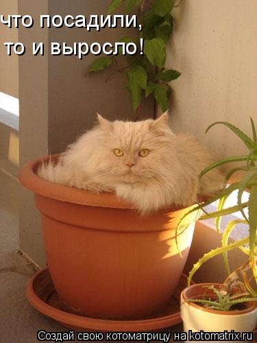 что посадили, то и выросло!... Котоматрица: что посадили, то и выросло!