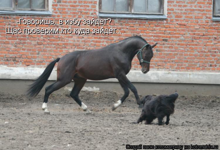 Котоматрица: -Говоришь, в избу зайдет? Щас проверим кто куда зайдет...