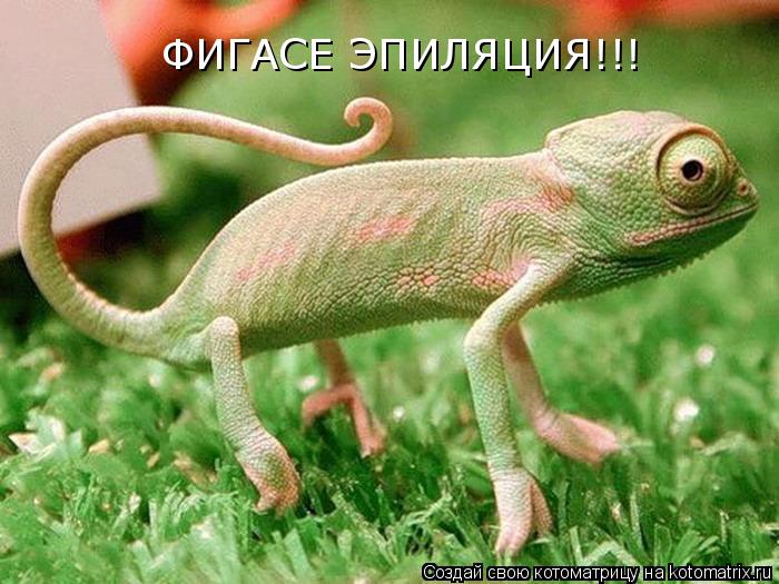 ФИГАСЕ ЭПИЛЯЦИЯ!!!... Котоматрица: ФИГАСЕ ЭПИЛЯЦИЯ!!!
