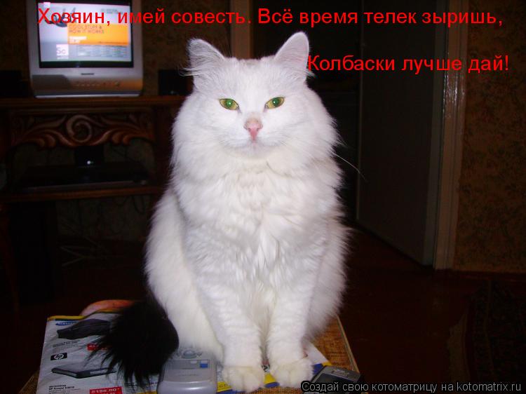 Хозяин, имей совесть. Всё время телек зыришь, Колбаски лучше дай!... Котоматрица: Хозяин, имей совесть. Всё время телек зыришь, Колбаски лучше дай!