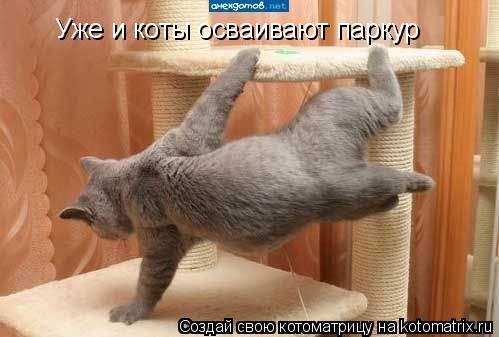 Уже и коты осваивают паркур... Котоматрица: Уже и коты осваивают паркур