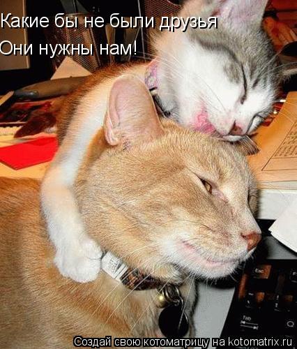 Какие бы не были друзья Они нужны нам!... Котоматрица: Какие бы не были друзья Они нужны нам!