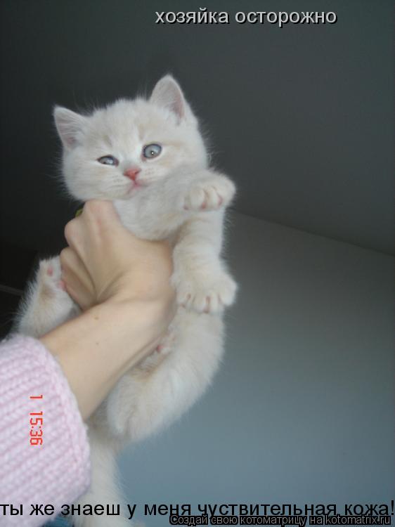 хозяйка осторожно ты же знаеш у меня чуствительная кожа!!!!!!!!!!... Котоматрица: хозяйка осторожно ты же знаеш у меня чуствительная кожа!!!!!!!!!!