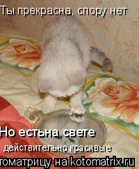 Котоматрица: Ты прекрасна, спору нет Но естьна свете действительно красивые