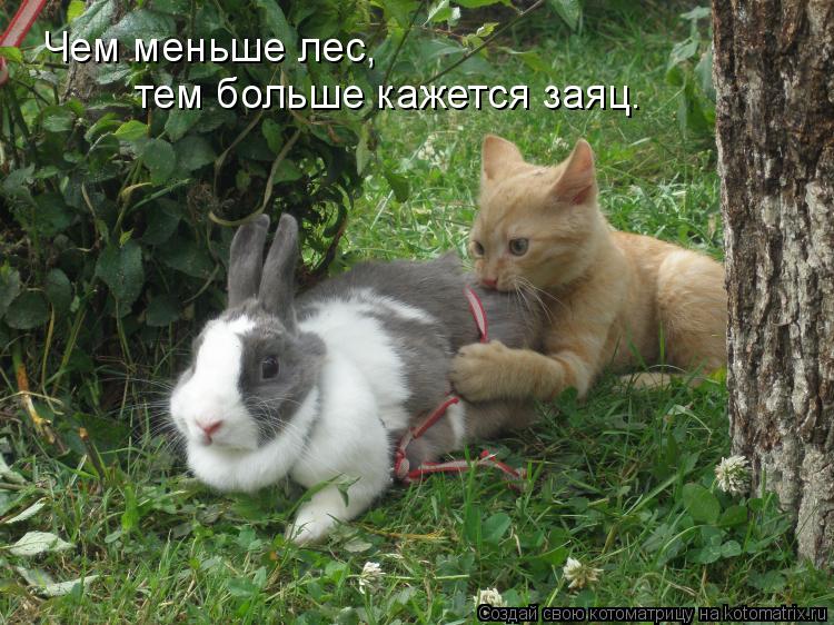 Котоматрица: Чем меньше лес,  тем больше кажется заяц.