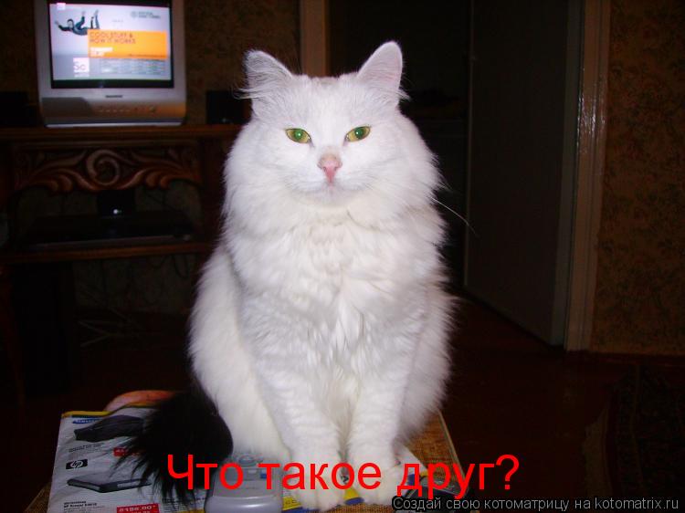 Что такое друг?... Котоматрица: Что такое друг?