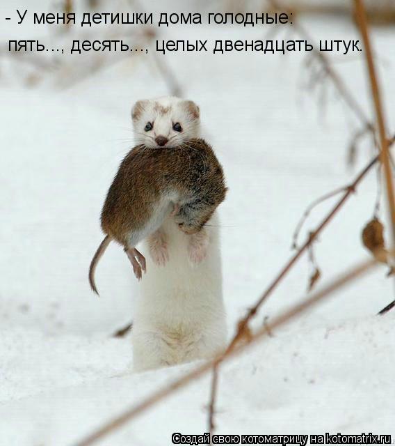 - У меня детишки дома голодные: пять..., десять..., целых двенадцать штук.... Котоматрица: - У меня детишки дома голодные: пять..., десять..., целых двенадцать штук.