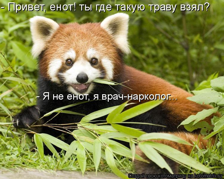 - Привет, енот! ты где такую траву взял? - Я не енот, я врач-нарколог...... Котоматрица: - Привет, енот! ты где такую траву взял? - Я не енот, я врач-нарколог...