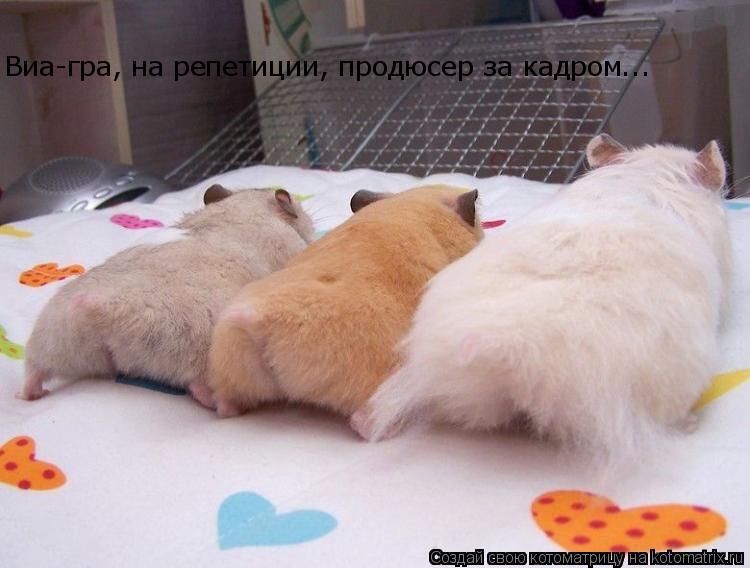 Виа-гра, на репетиции, продюсер за кадром...... Котоматрица: Виа-гра, на репетиции, продюсер за кадром...