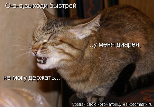 О-о-о,выходи быстрей, ..у меня диарея, не могу держать...... Котоматрица: О-о-о,выходи быстрей, ..у меня диарея, не могу держать...