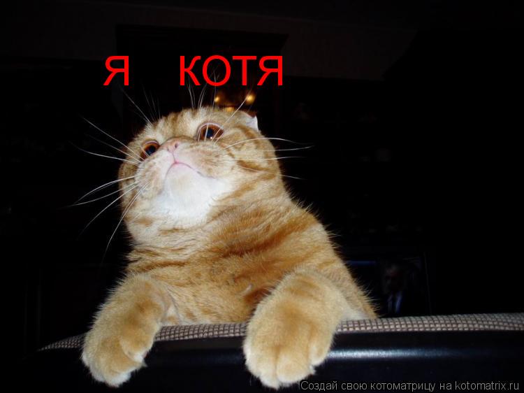 Я КОТЯ... Котоматрица: Я КОТЯ