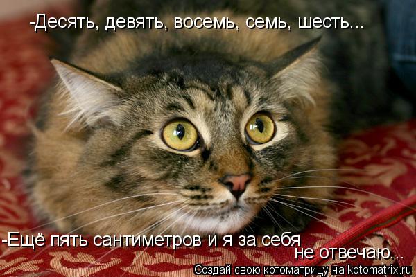 -Десять, девять, восемь, семь, шесть... -Ещё пять сантиметров и я за себя не отвечаю...... Котоматрица: -Десять, девять, восемь, семь, шесть... -Ещё пять сантиметров и я за себя не отвечаю...