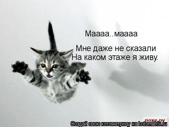 Котоматрица: Мне даже не сказали На каком этаже я живу. Маааа..маааа