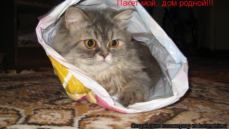 Пакет мой...дом родной!!!... Котоматрица: Пакет мой...дом родной!!!