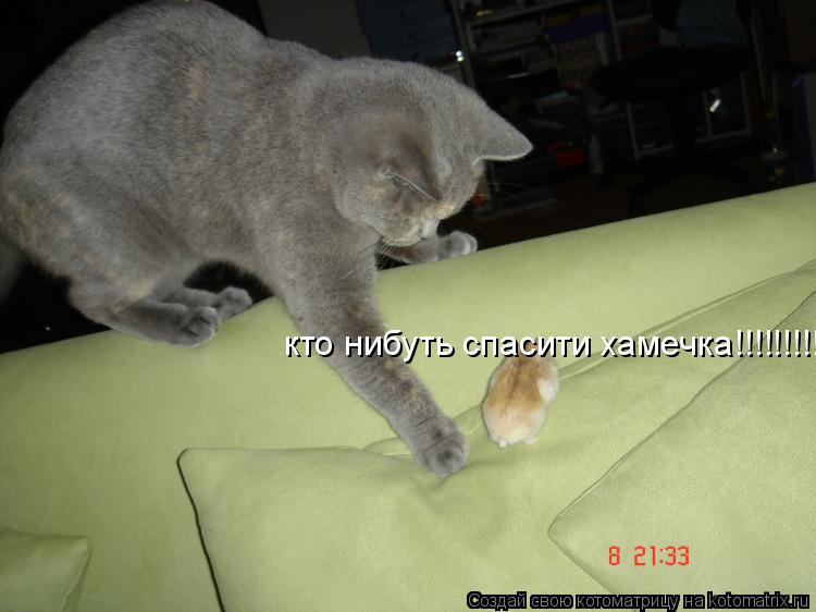 кто нибуть спасити хамечка!!!!!!!!!!... Котоматрица: кто нибуть спасити хамечка!!!!!!!!!!