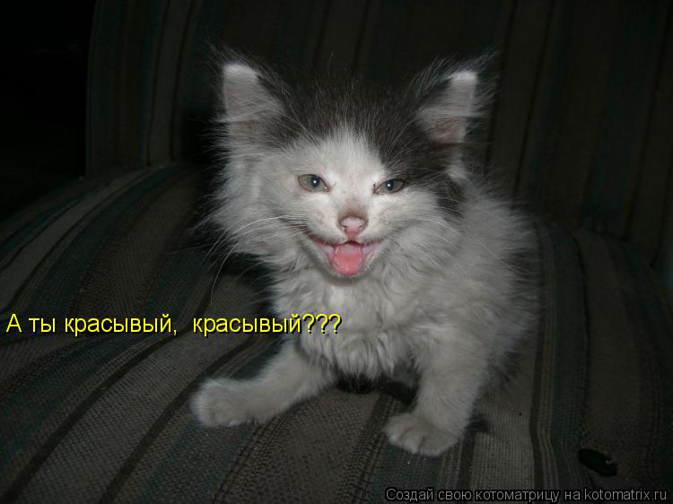 А ты красывый, красывый???... Котоматрица: А ты красывый, красывый???