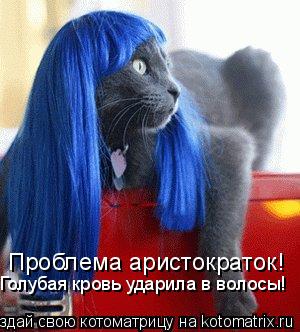 Проблема аристократок! Голубая кровь ударила в волосы!... Котоматрица: Проблема аристократок! Голубая кровь ударила в волосы!