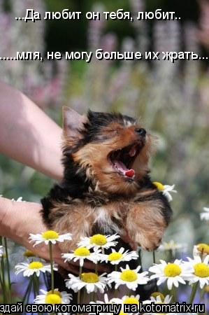 ...Да любит он тебя, любит.. .....мля, не могу больше их жрать...... Котоматрица: ...Да любит он тебя, любит.. .....мля, не могу больше их жрать...