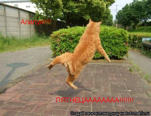 Алилуя!!!! ПЯТНЕЦАААААААА!!!!!!!... Котоматрица: Алилуя!!!! ПЯТНЕЦАААААААА!!!!!!!