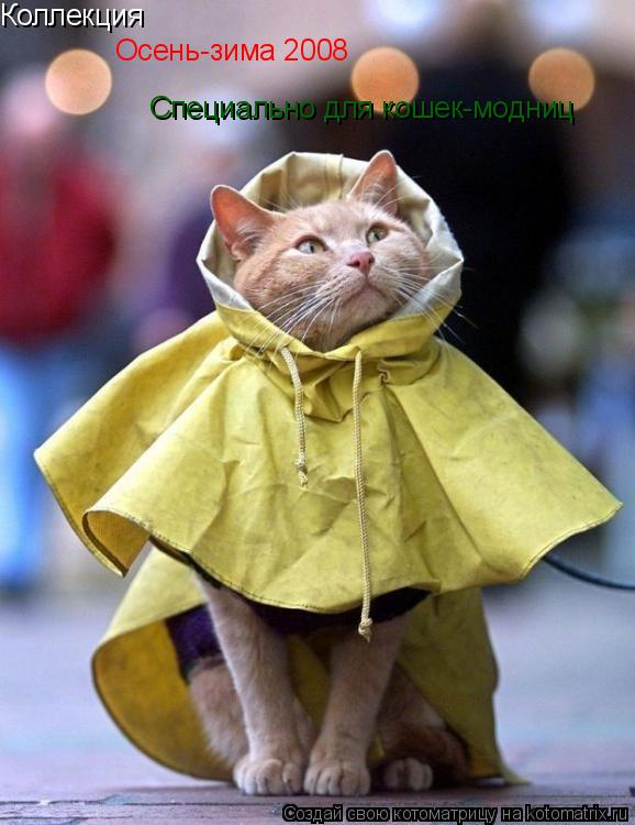 Коллекция Осень-зима 2008 Специально для кошек-модниц... Котоматрица: Коллекция Осень-зима 2008 Специально для кошек-модниц