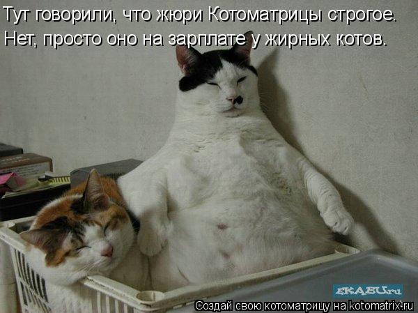 Тут говорили, что жюри Котоматрицы строгое. Нет, просто оно на зарплате у жирных котов.... Котоматрица: Тут говорили, что жюри Котоматрицы строгое. Нет, просто оно на зарплате у жирных котов.