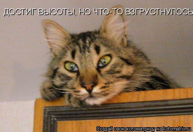 ДОСТИГ ВЫСОТЫ, НО ЧТО-ТО ВЗГРУСТНУЛОСЬ.... Котоматрица: ДОСТИГ ВЫСОТЫ, НО ЧТО-ТО ВЗГРУСТНУЛОСЬ.