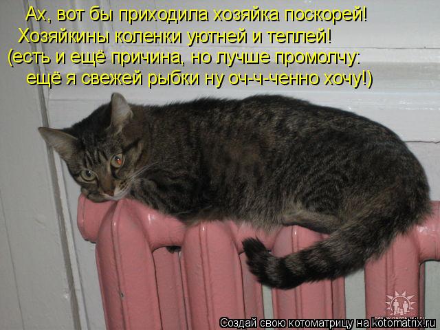 Ах, вот бы приходила хозяйка поскорей! Хозяйкины коленки уютней и теплей! (есть и ещё причина, но лу... Котоматрица: Ах, вот бы приходила хозяйка поскорей! Хозяйкины коленки уютней и теплей! (есть и ещё причина, но лучше промолчу: ещё я свежей рыбки ну оч-ч-ч