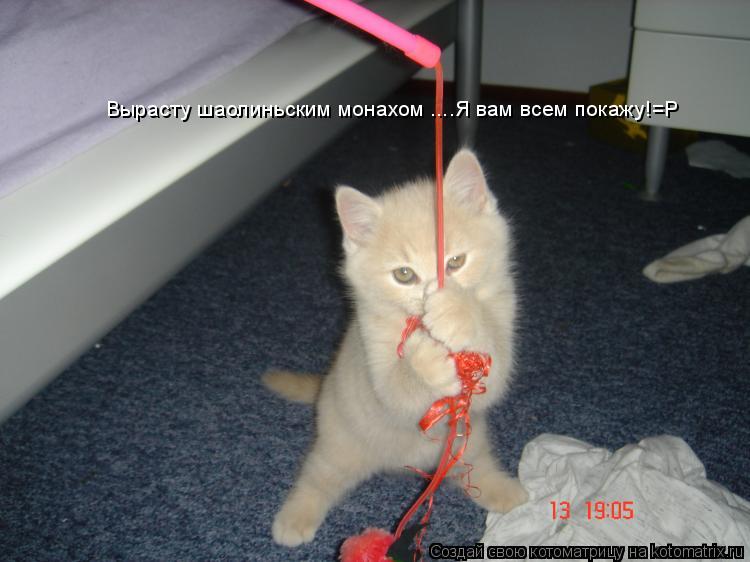 Вырасту шаолиньским монахом ....Я вам всем покажу!=P... Котоматрица: Вырасту шаолиньским монахом ....Я вам всем покажу!=P