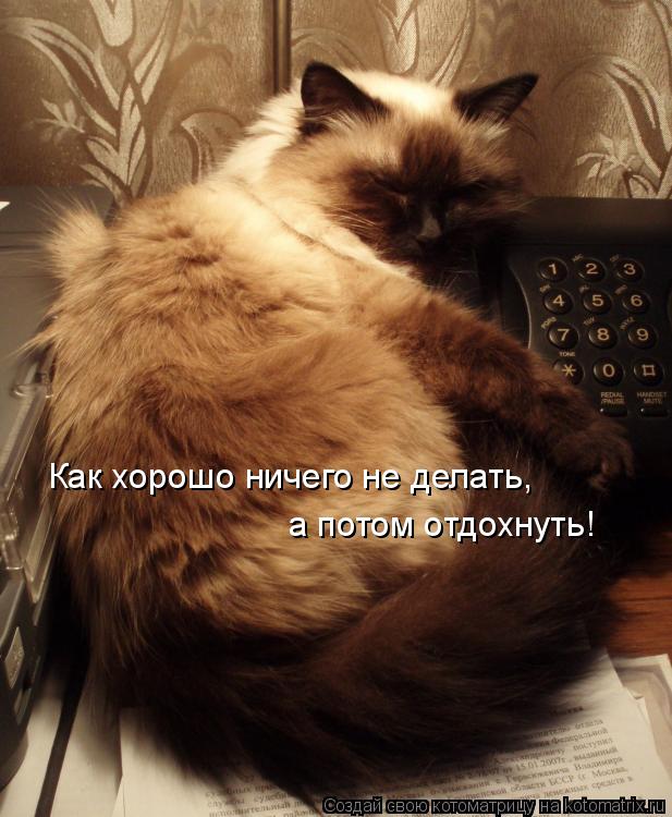 Котоматрица: Как хорошо ничего не делать,  а потом отдохнуть!