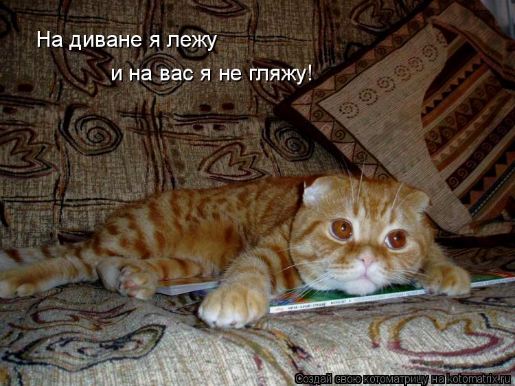 На диване я лежу и на вас я не гляжу!... Котоматрица: На диване я лежу и на вас я не гляжу!