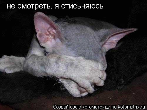не смотреть. я стисьняюсь... Котоматрица: не смотреть. я стисьняюсь