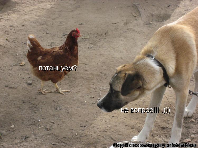 потанцуем? не вопрос!!! :)))... Котоматрица: потанцуем? не вопрос!!! :)))