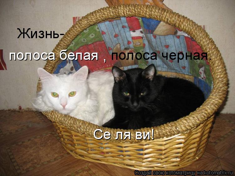 Жизнь- полоса белая , полоса черная. Се ля ви!... Котоматрица: Жизнь- полоса белая , полоса черная. Се ля ви!
