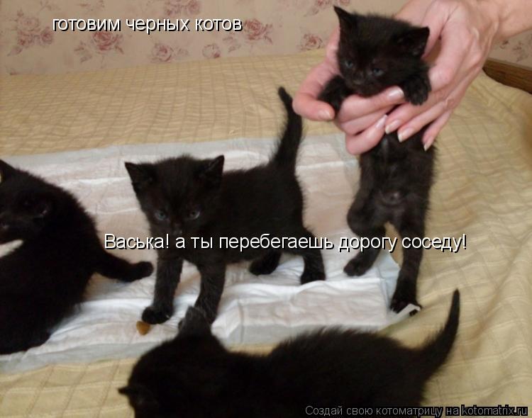готовим черных котов Васька! а ты перебегаешь дорогу соседу!... Котоматрица: готовим черных котов Васька! а ты перебегаешь дорогу соседу!
