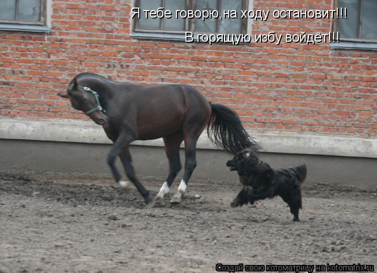 Я тебе говорю,на ходу остановит!!! В горящую избу войдёт!!!... Котоматрица: Я тебе говорю,на ходу остановит!!! В горящую избу войдёт!!!